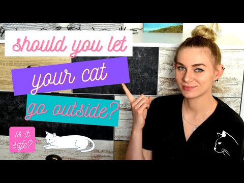 Should I let my cat go outside? Outdoor vs Indoor cats