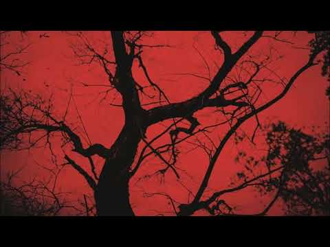 Sterne - Forseti