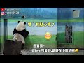 哥哥窗前和圓寶說悄悄話,圓寶打包筍至窗前吃給哥哥看😆對著姐姐手機看鏡頭|Giant Panda Yuan Bao,圆宝,貓熊,大貓熊,大熊貓|台北動物園|Taipei zoo