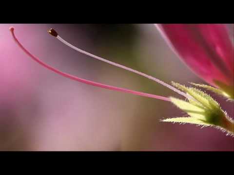 A. Vivaldi (A. Biffi): Andromeda liberata (RV Anh.117) - I Aria 6 [Daliso]: Se una sorta di strali