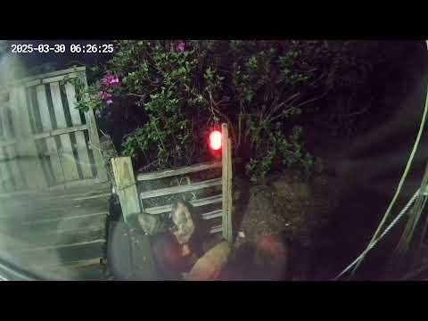 Cat Harbor ~ Home To 3 adult cats ~ 4 if u count the tuxedo father of several adorable kittens.