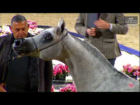 N 164 TALEED AL FAYYAD   10th Kuwait International Championship 2023   Colts 2 Years Old Class 4B