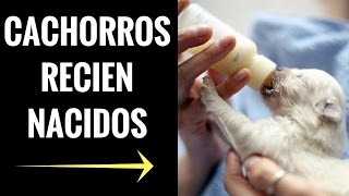 el cuidado de los cachorros