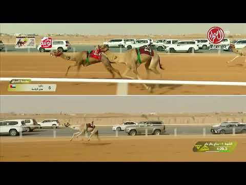 كأس ش 1 (المايدة) لـ هجن الشحانية 8:59:55 , مهرجان خادم الحرمين 2026/1/28 ايذاع الجنادرية