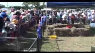 preview picture of video 'Pig Races - Clermont Show'