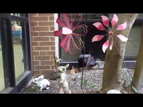 Vulture Chicks Feeding Time Carnival Day
