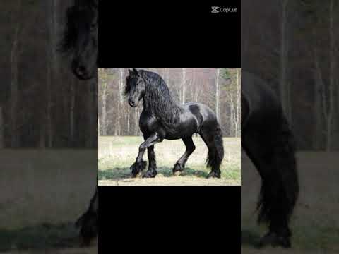 , title : '✧Frizsky kôň✧ Najkrajší kôň na svete ♡Kone♡'