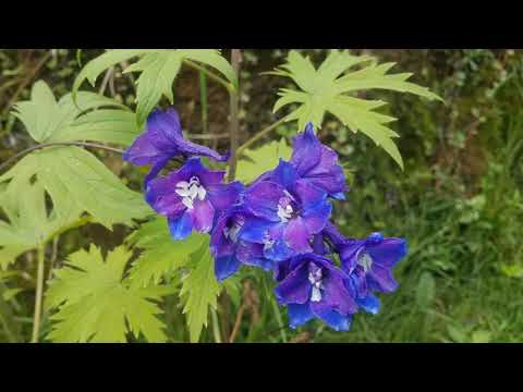 In mul mamin xach in kab'k'ulnej   La luz del mundo vol 6