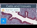 Cells And Tissues Types And Characteristics Human Histology  Kenhub