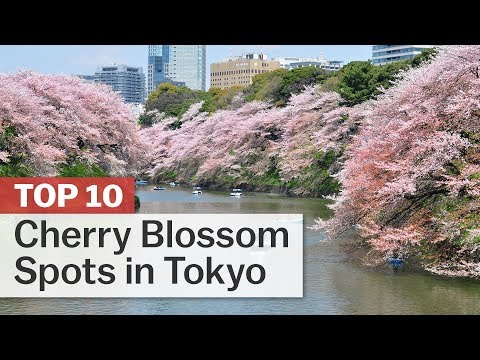 東京的十大櫻花景點 - japan-guide.com (Top 10 Cherry Blossom Spots in Tokyo | japan-guide.com)