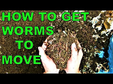 Wedge Method of WORM composting European Night Crawlers