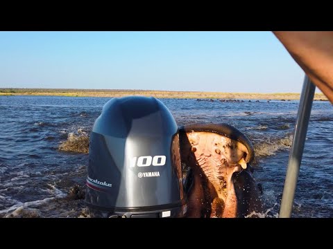 Terrifying Moment a Furious Hippo ATTACKS a Boat!