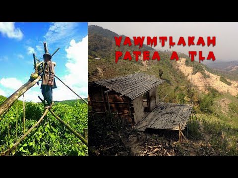 Patea vawmtlakah a tla, a hmunah a thi nghal