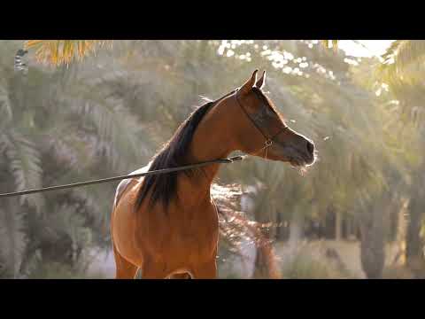 Asayel Rashiq - اصايل رشيق