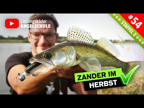Zanderangeln im Herbst vom Ufer 🔥🎣🐟