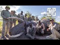 Botswana Ends 7 Year Hunting Ban, Elephant at 30yds | Mark V Peterson Hunting