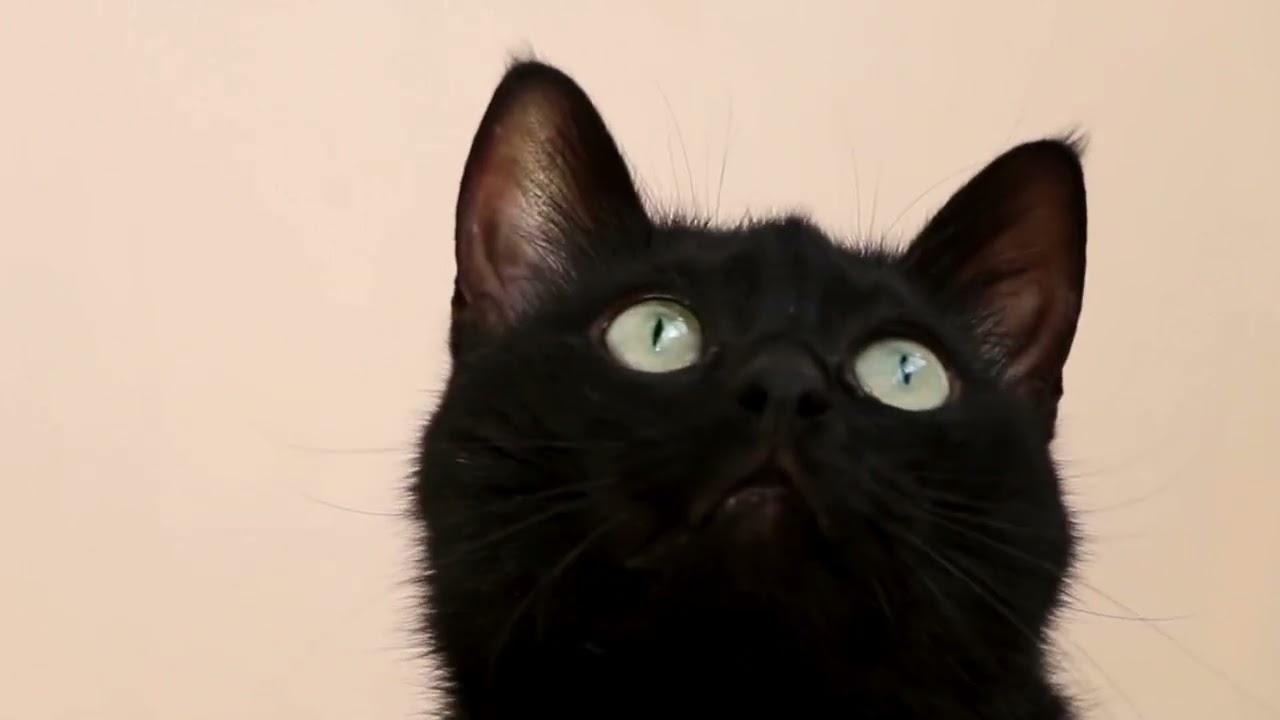 In Focus: PressReader