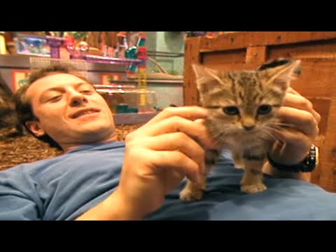 Zoboomafoo with the Kratt Brothers! PETS | Full Episodes Compilation