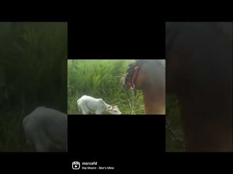 LAST LIDAS #149 - ELSON NA LIDA FD @agrofd