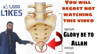 Download lagu Bukti Islam Tentang Tulang Ekor Kebangkitan (Uujbu dhanab) عجب الذنب mp3