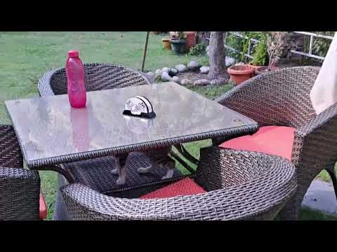 Kitty Playing Hide&Seek @ebullientrebel#Shorts