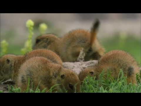 Hello World: Owl Air Force