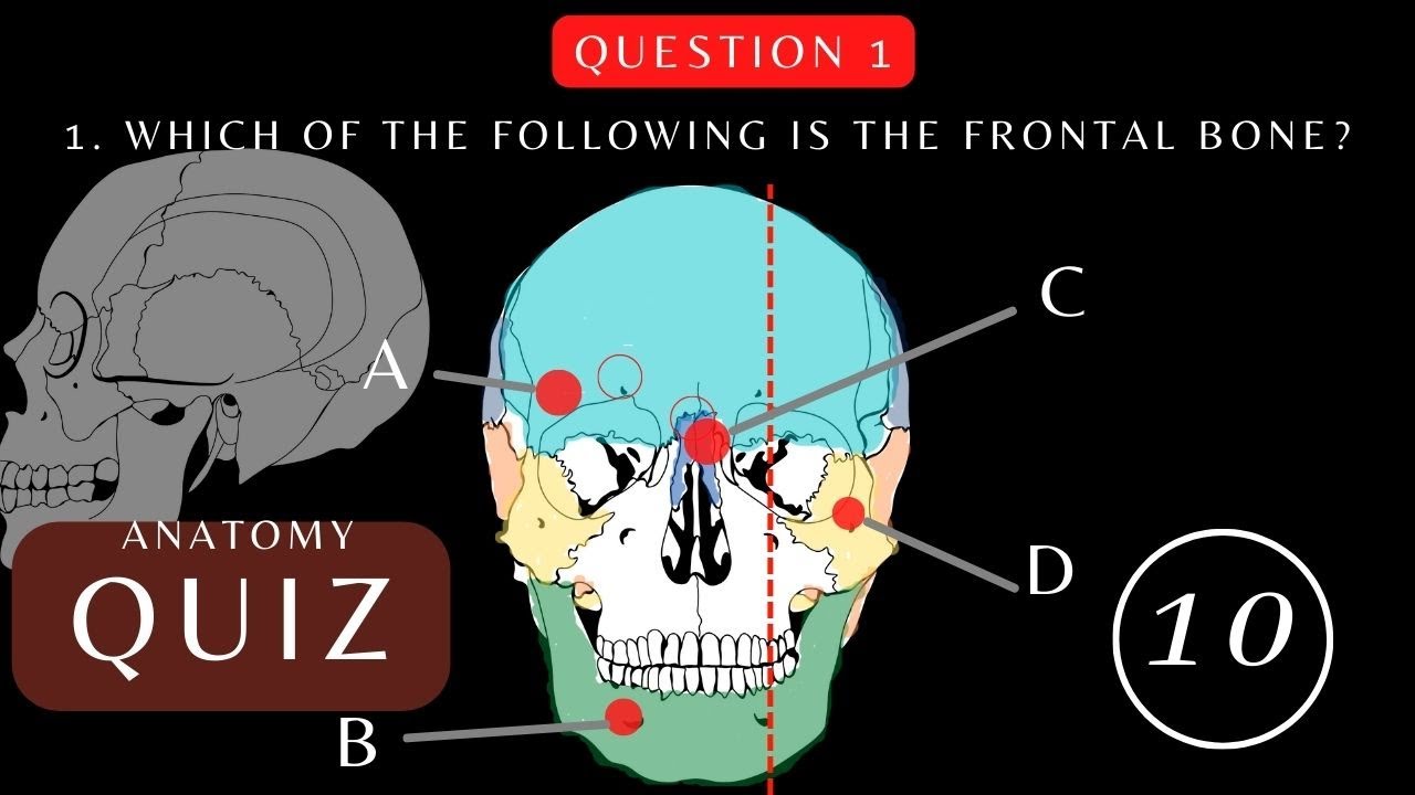 Can You Pass This Skull Anatomy and Physiology Quiz?  Questions with Answers | #quiz #Skullanatomy