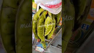 Download lagu petai pods, scientifically known as Parkia speciosa. mp3 Download lagu petai pods, scientifically known as Parkia speciosa. mp3