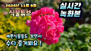 2024년 11월 9일  예쁜식물들 보면서 랜선으로 아이쇼핑하면서  수다즐겨봐요. #양재꽃시장 #식물튜브 #…