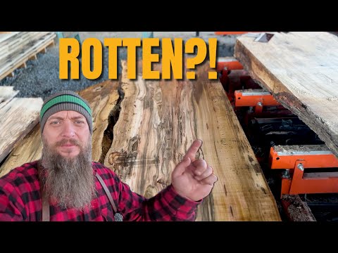 From Rotten to Remarkable: The Maple Log That Shocked Me