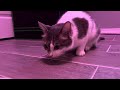 Cat Eats Mouse Whole Prey Vs Commercial Raw Cat Food Raw Feeding