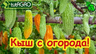 Море усилий и ноль урожая: больше не буду сажать их в огороде. Эти семена - пус