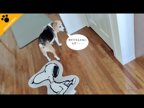 【涙しかない】犬があきらめた時のあの寂しそうな後ろ姿・・・😢