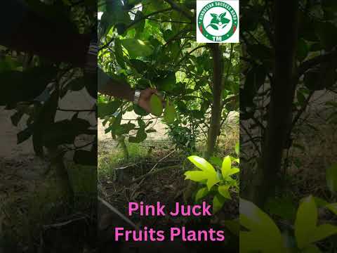 Pink Juck fruits plants