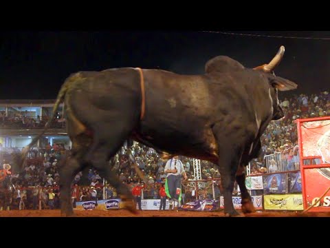 FINAL EM TOUROS - Rodeio de Colorado 2019