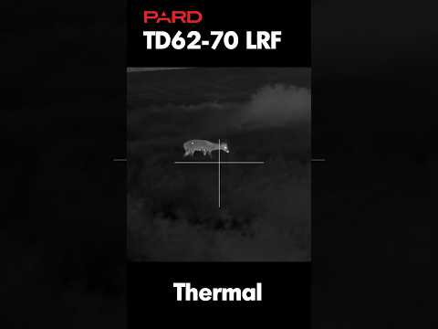 Pard TD62 LRF Multispectral Thermal Imaging Riflescope #thermalscope #hunting #multispectral