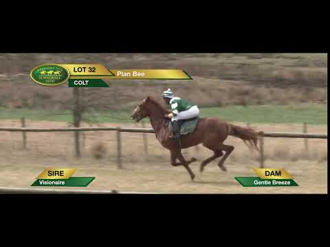 LOT 32 Plan Bee (Visionaire - Gentle Breeze)