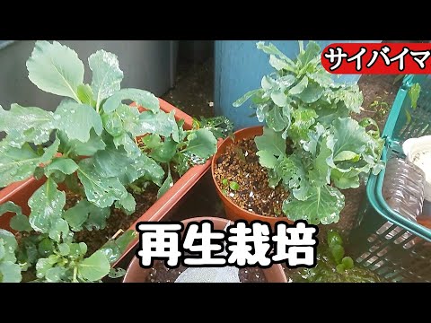 雨キャベツ、一般的な雨キャベツ 植物