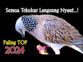 Suara Burung Tekukur Gacor Terbaru Paling Ampuh Untuk Pancingan Dan Pikat