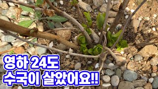 수국 노지월동 성공!! 영하 24도 한파에 살아남은 수국!! 수국 노지식배 방법, 위치, 시기!!