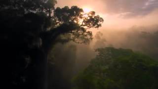 Nature Is Speaking – Kevin Spacey is The Rainforest | Conservation International CI