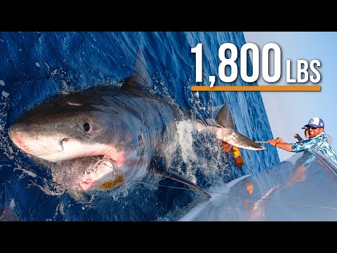 Massive Great White Shark caught while Fishing in Florida