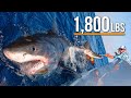 Massive Great White Shark Caught While Fishing In Florida