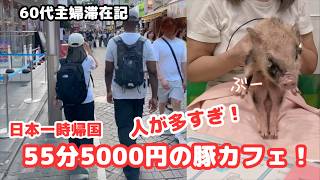 【渋谷スクランブル交差点と60代主婦が初体験マイクロ豚カフェ】日本一時帰国①滞在1日目&2日目!/シニアライフ60代/節約主婦 #日本一時帰国