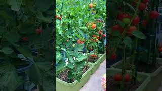 Download lagu Vegetable Garden In The Yard, Very Fertile And Fresh' #fruitgarden #vegetablegarden #gardeningins... mp3 Download lagu Vegetable Garden In The Yard, Very Fertile And Fresh' #fruitgarden #vegetablegarden #gardeningins... mp3
