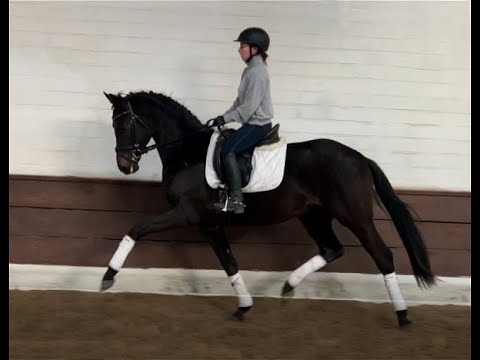 DELIGHTFUL 3j. v. Desperdos - Sandro Hit  VB 15.000,- Euro