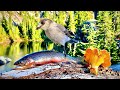 5 DAY SOLO Backpacking Trout Fishing REMOTE PARADISE Catch Cook Camp Pt 1