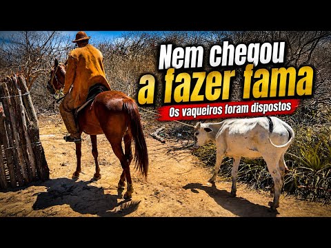 1ª carreira da Novilha Branca de Neve - Sento Sé/BA
