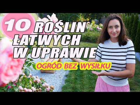 Rośliny łatwe w uprawie. 10 roślin idealnych dla początkujących. Ogród bez wysiłku #ogród #rośliny