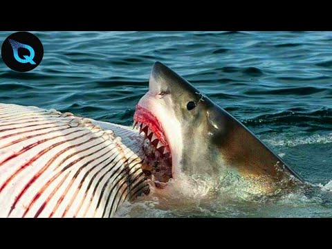 Os maiores Ataques de Tubarao Branco registrado por cmeras.